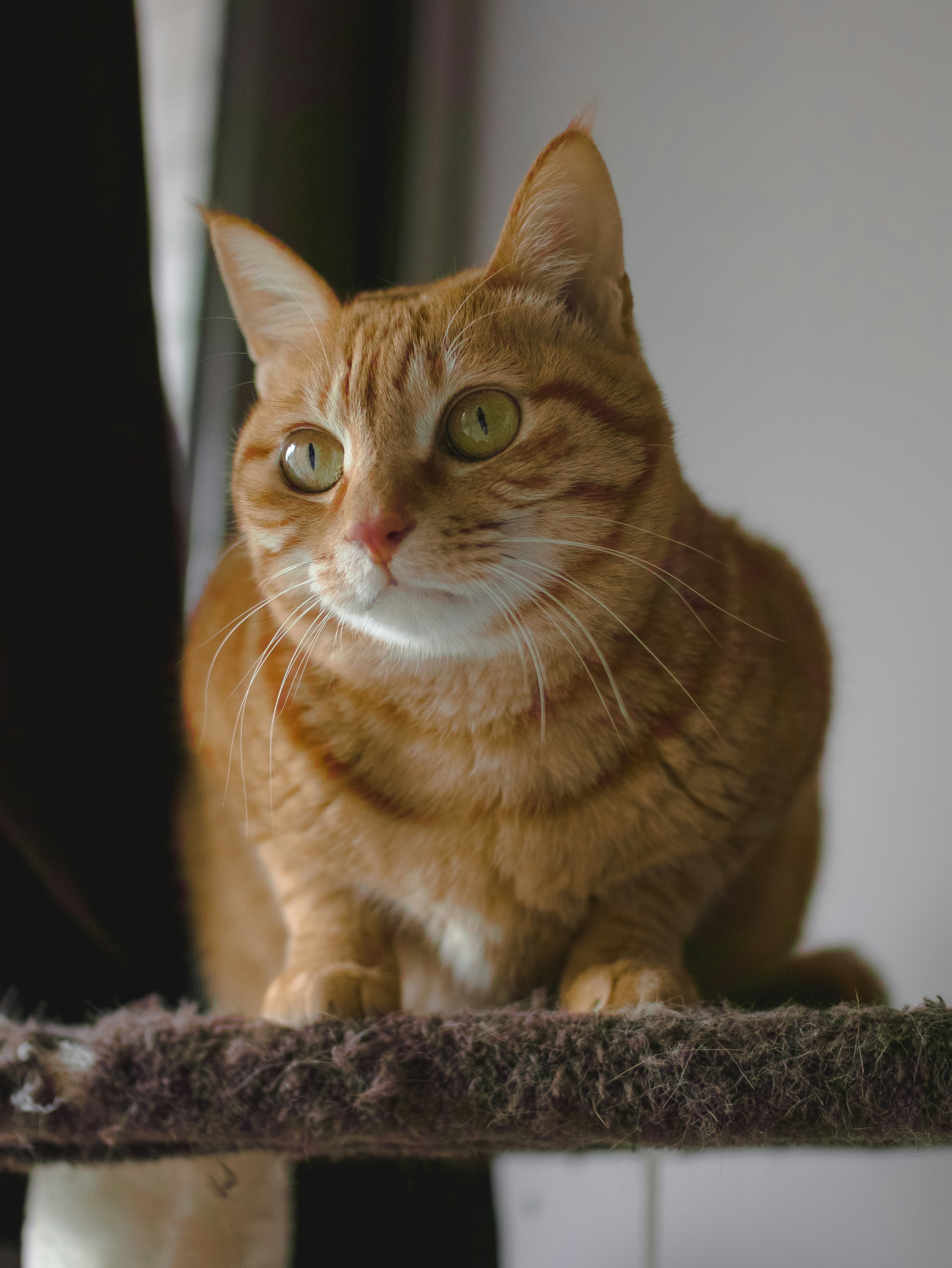 orange tabby cat on black textile